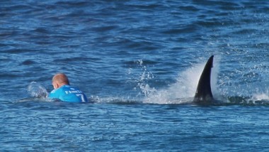 Sörfçüye Köpekbalığı Saldırısı